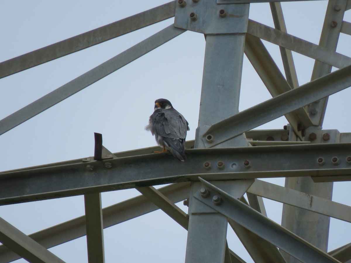 Peregrine Falcon - ML615395472