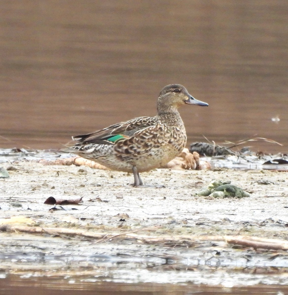 Green-winged Teal - ML615395492