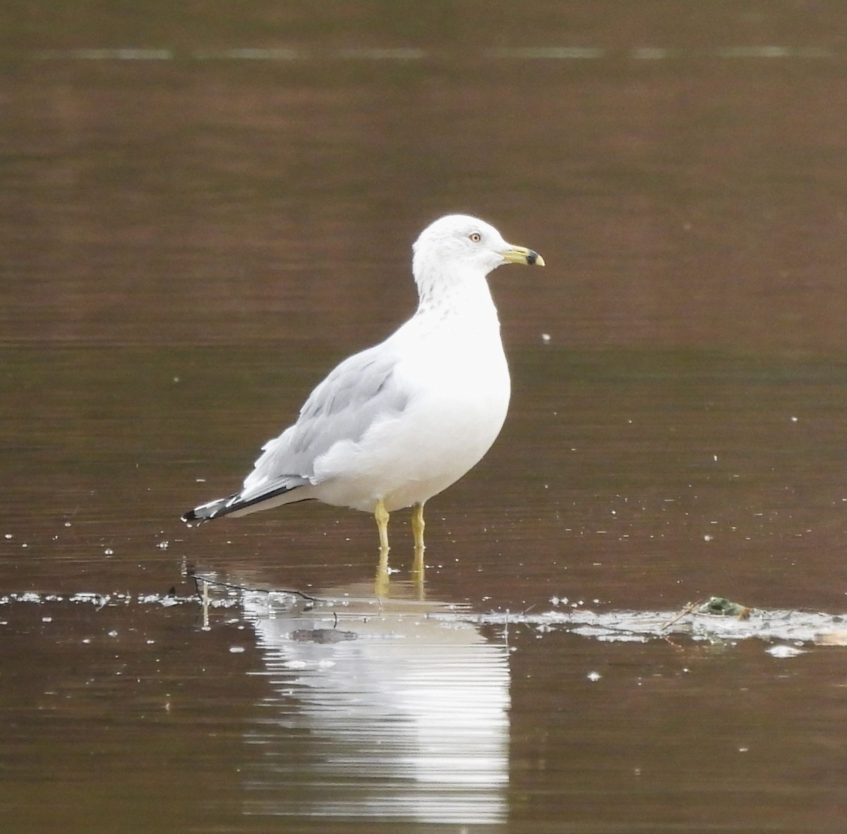 Ring-billed Gull - ML615395521