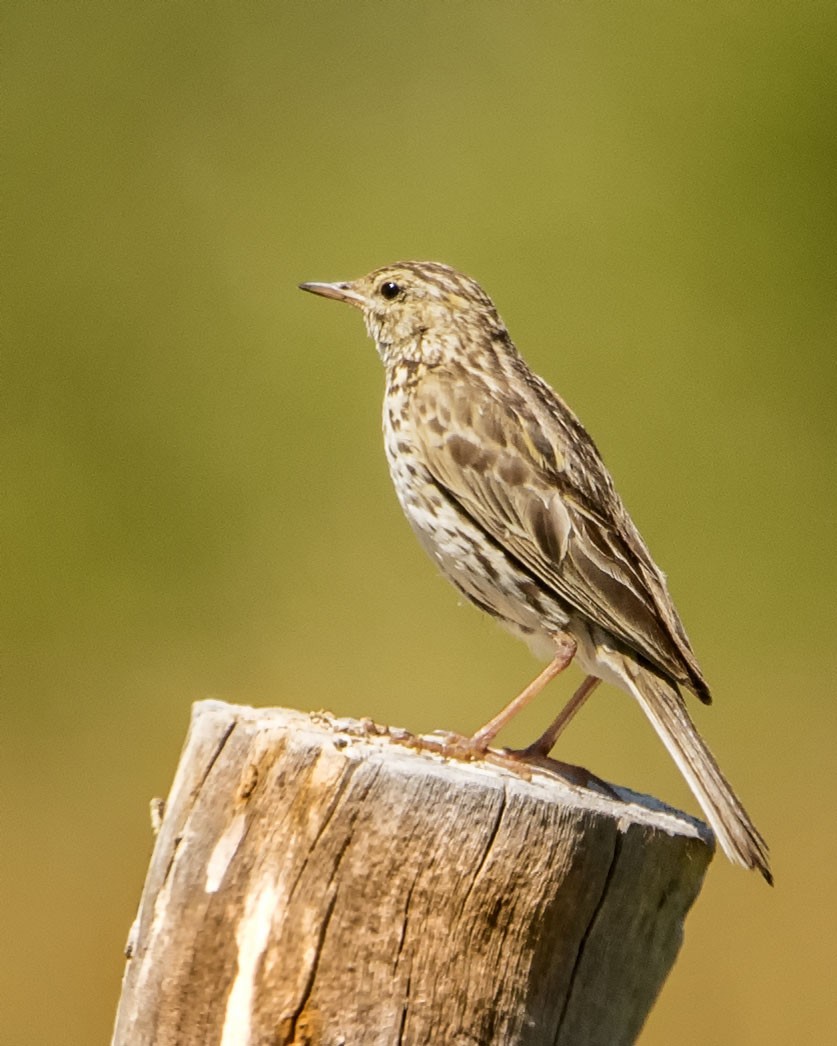 Correndera Pipit - Graciela  Neira