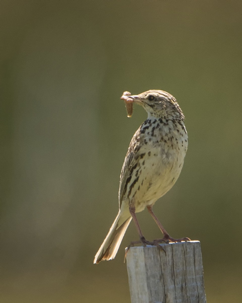 Correndera Pipit - ML615395526