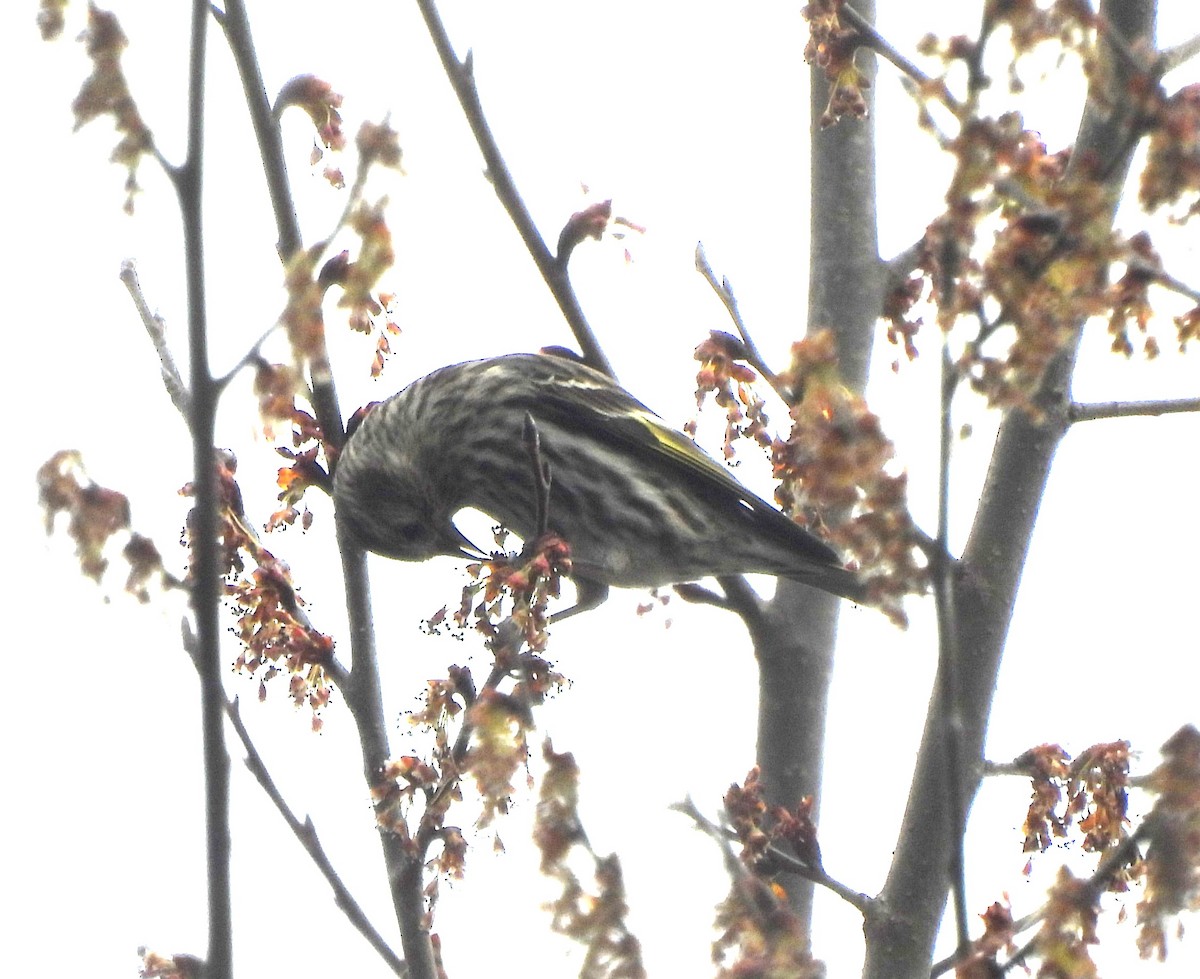 Pine Siskin - ML615395549