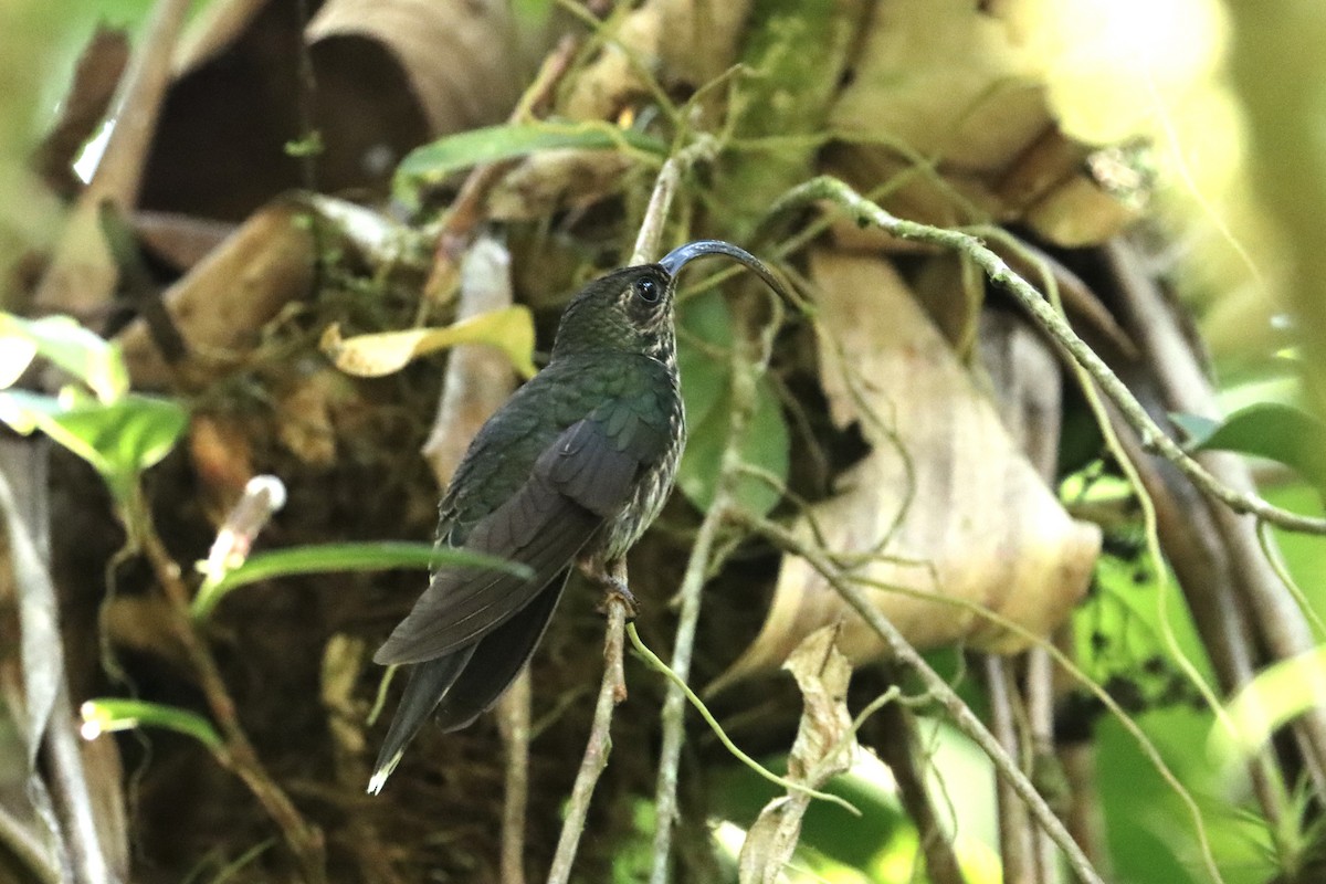 kolibřík orlozobec - ML615395646