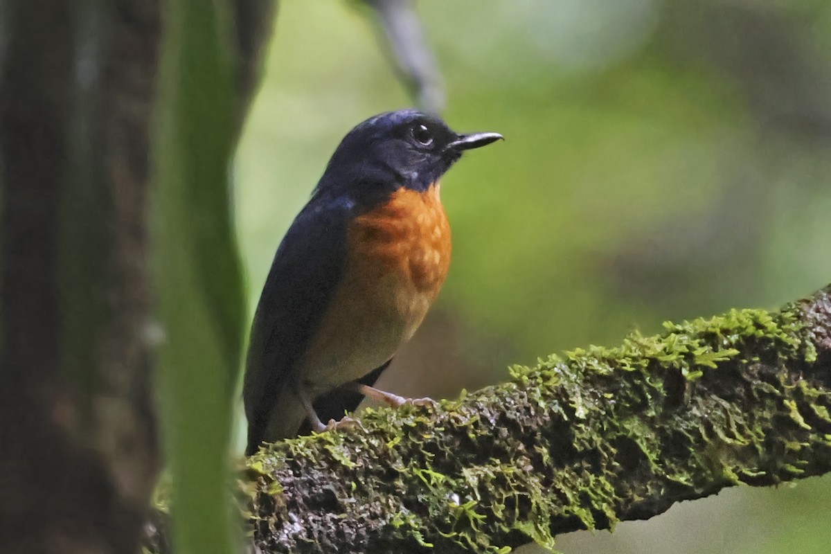 Sunda Blue Flycatcher - Steven Whitebread