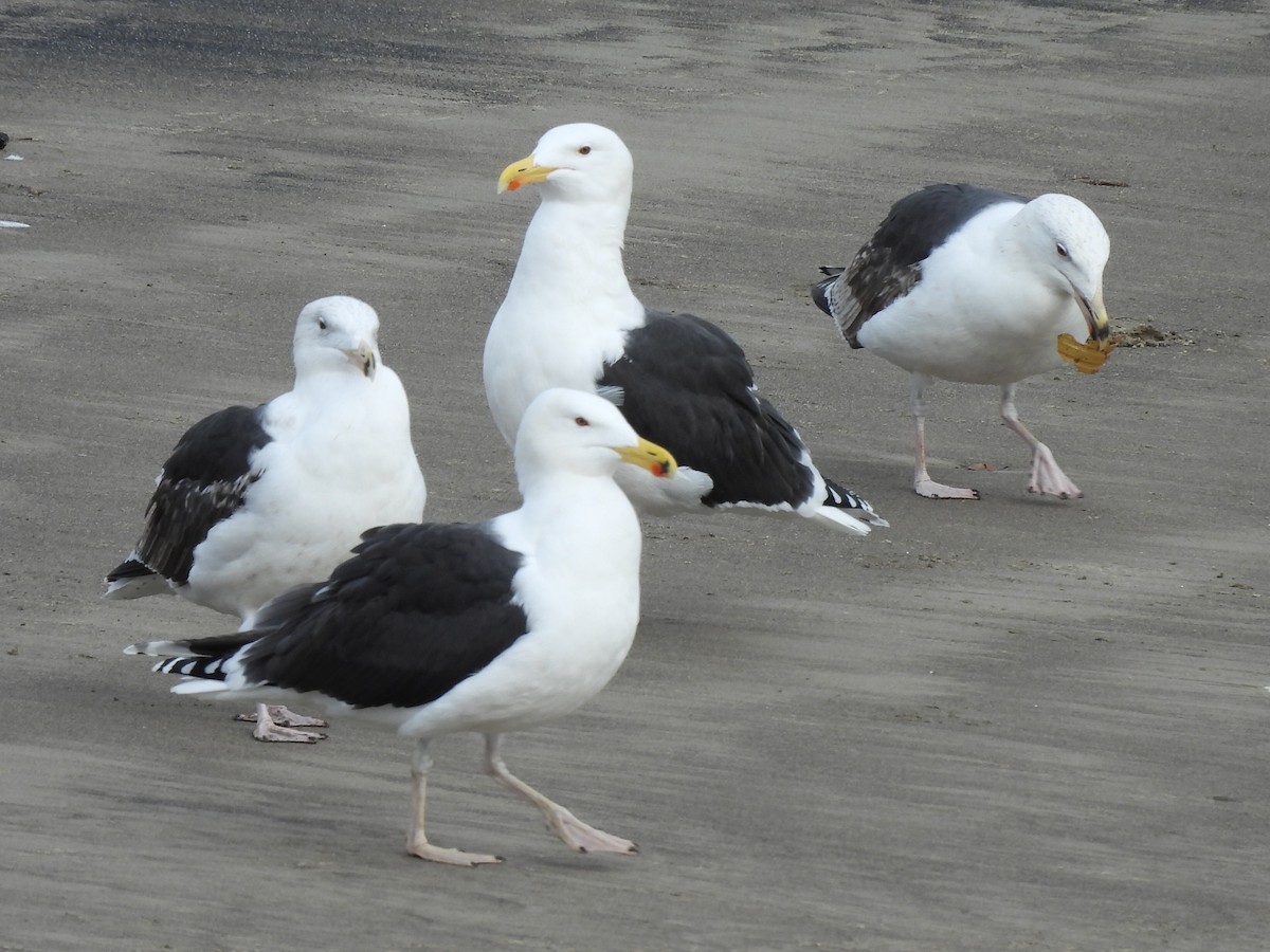 Great Black-backed Gull - ML615395672