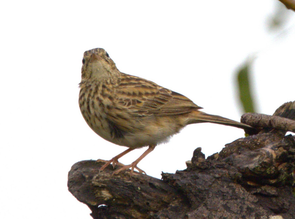 Bush Pipit - ML615395705