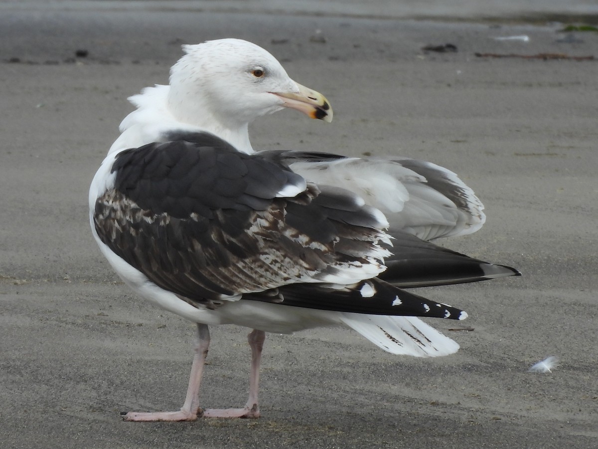 Great Black-backed Gull - ML615395712