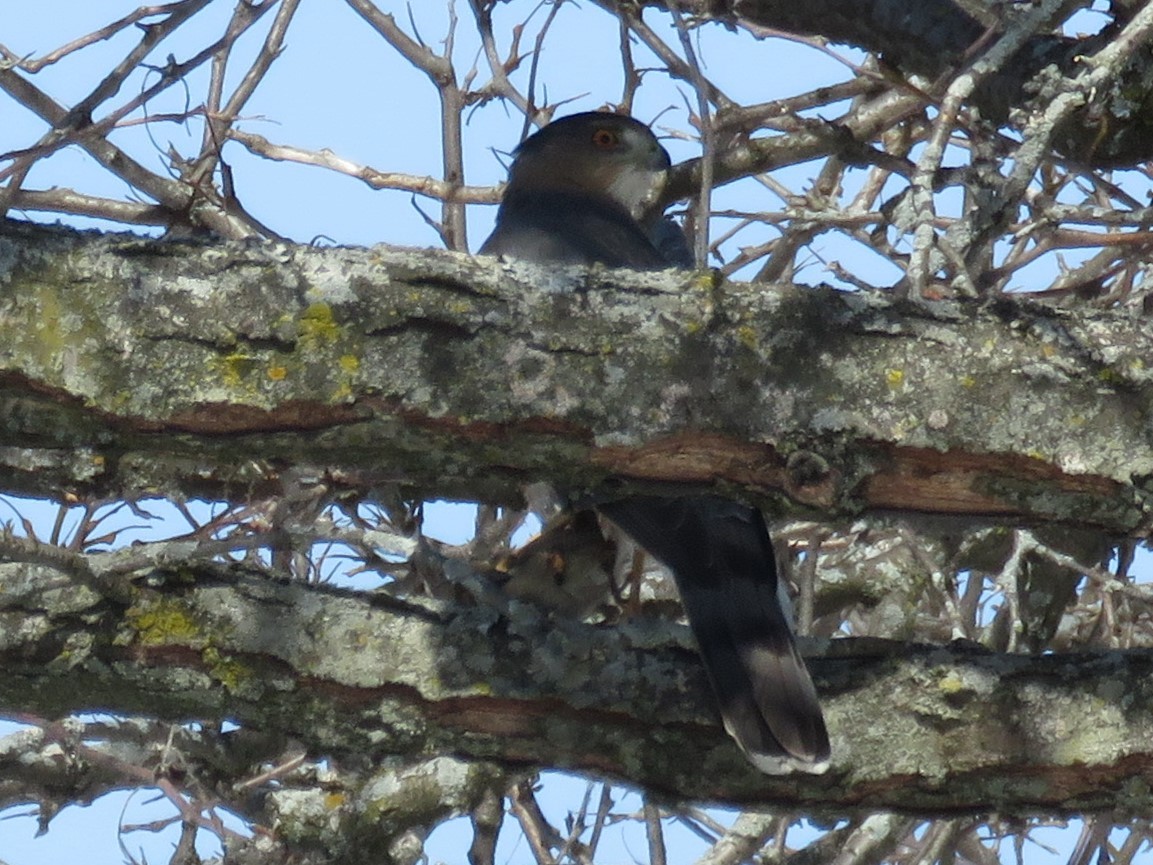 Cooper's Hawk - ML615395783