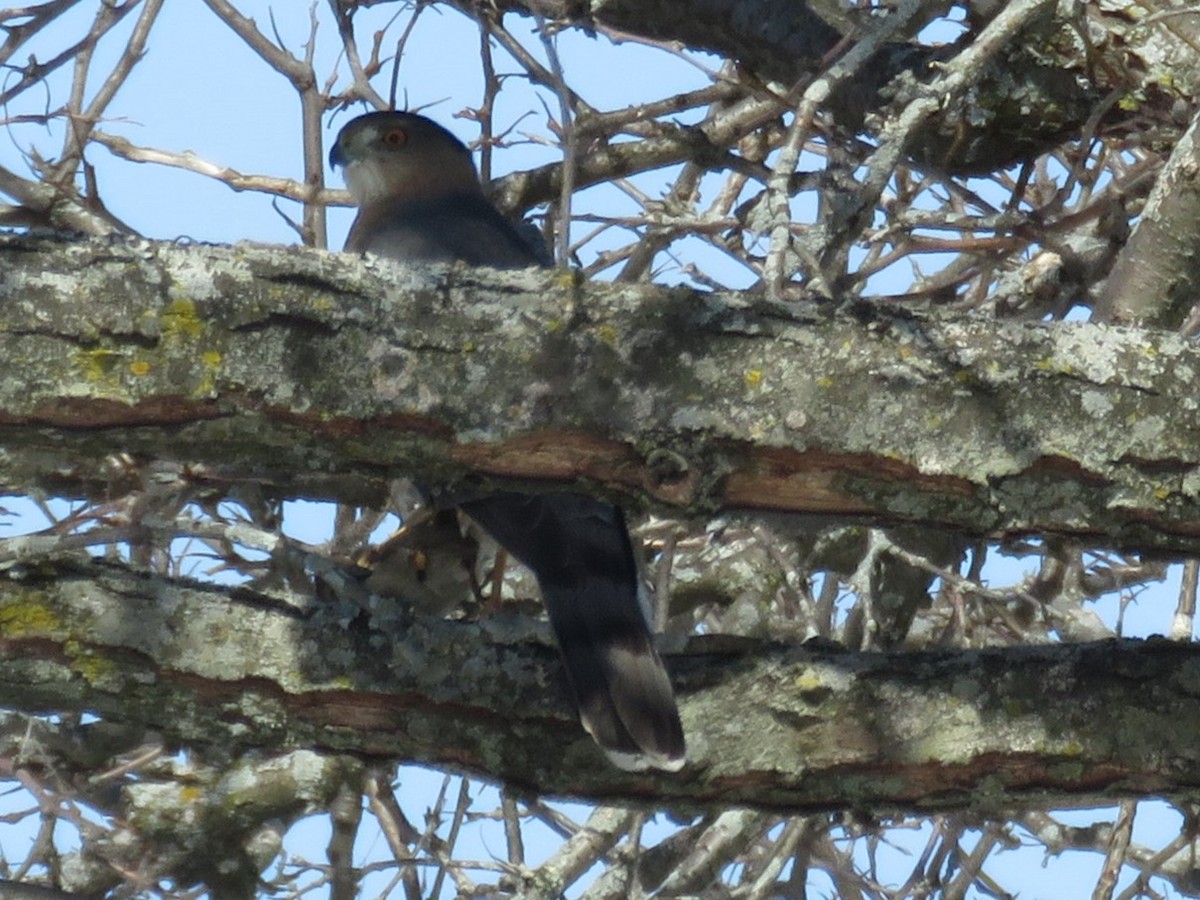 Cooper's Hawk - Langis Sirois