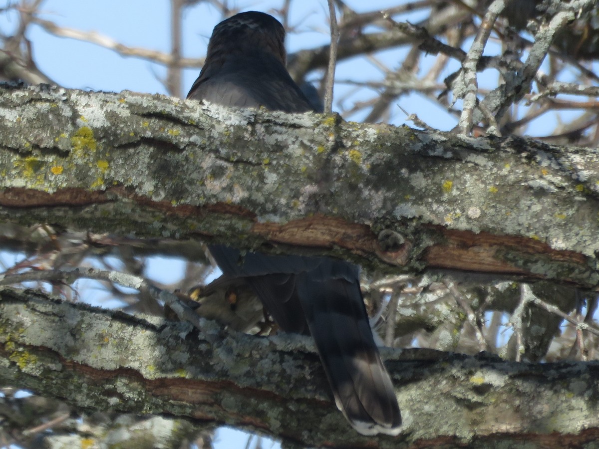 Cooper's Hawk - ML615395805