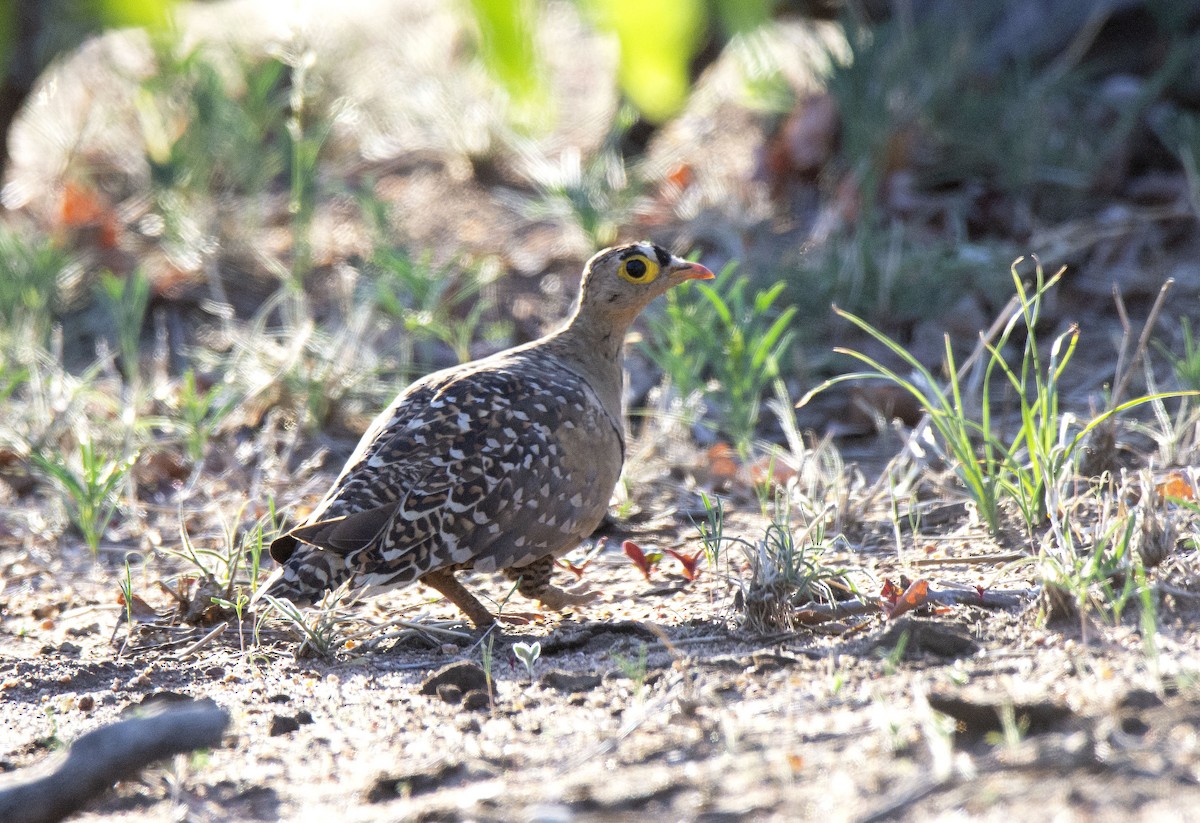 Double-banded Sandgrouse - ML615395824