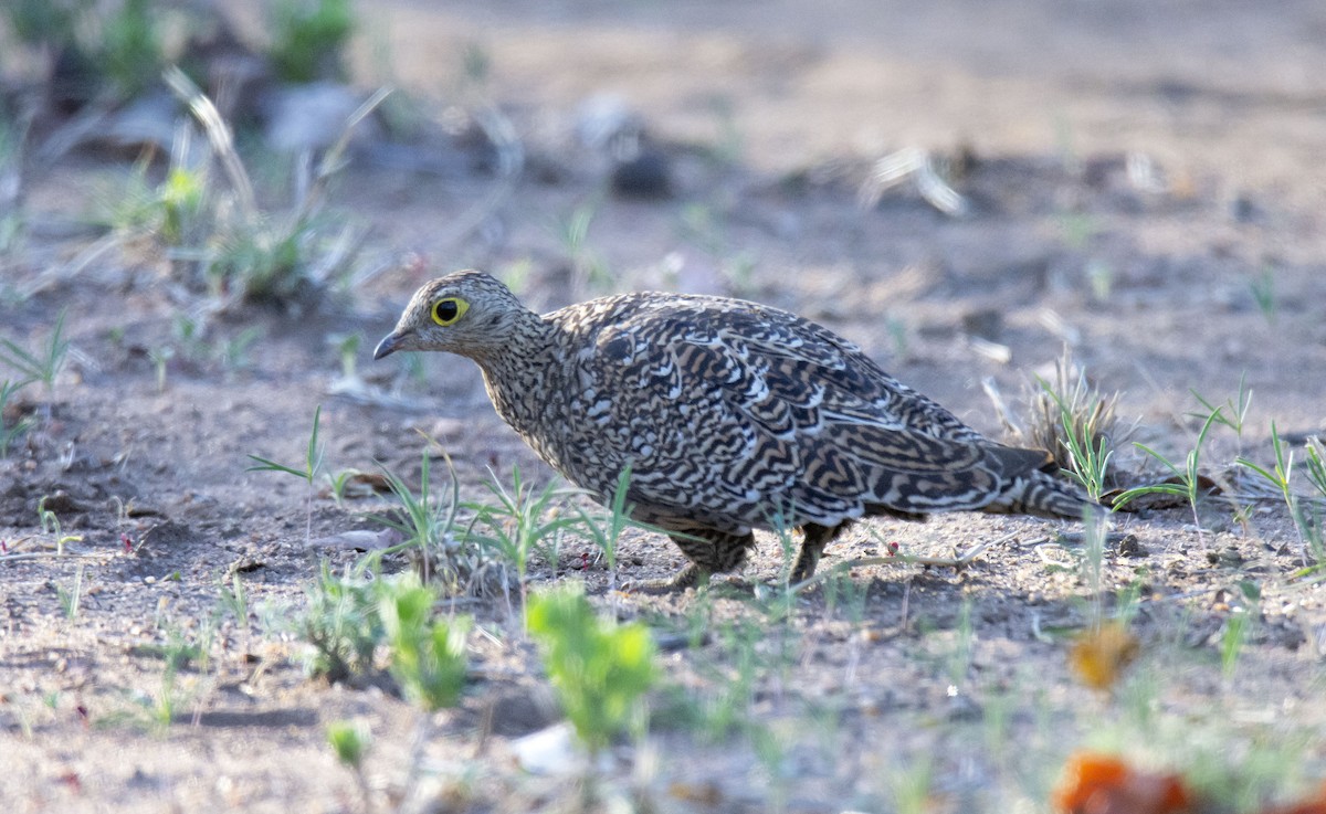 Double-banded Sandgrouse - ML615395825