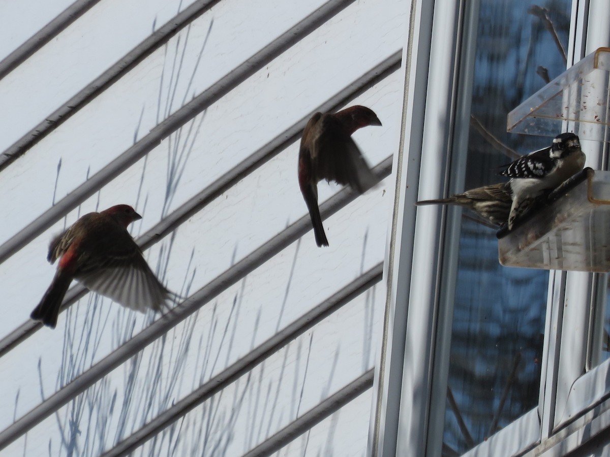 House Finch - Langis Sirois