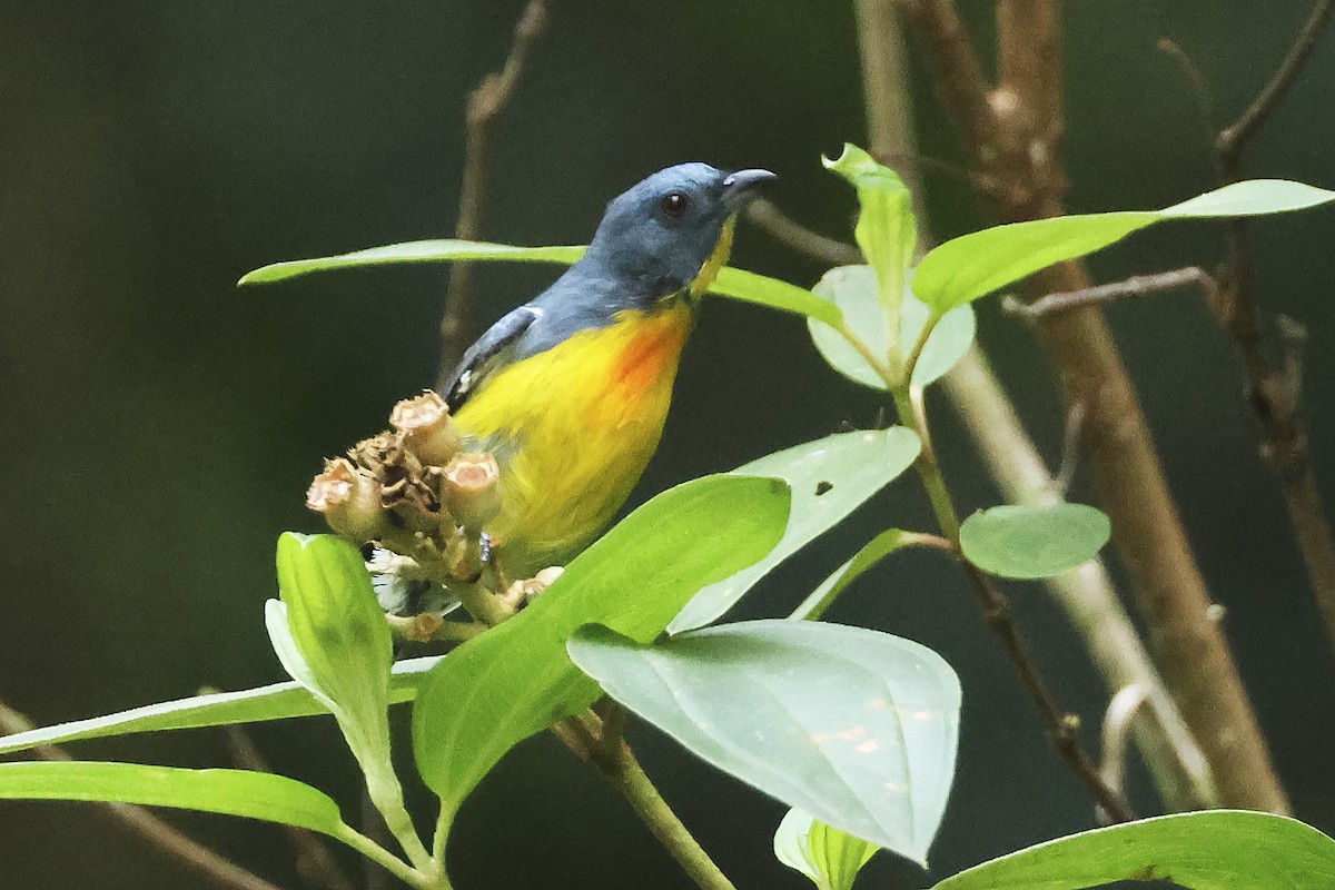 Yellow-rumped Flowerpecker - ML615395863