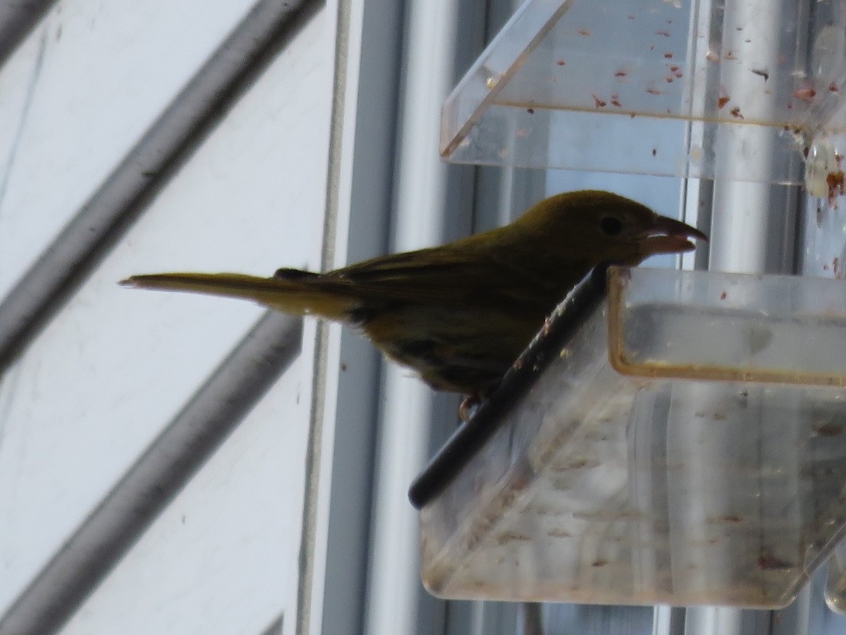 Summer Tanager - Langis Sirois