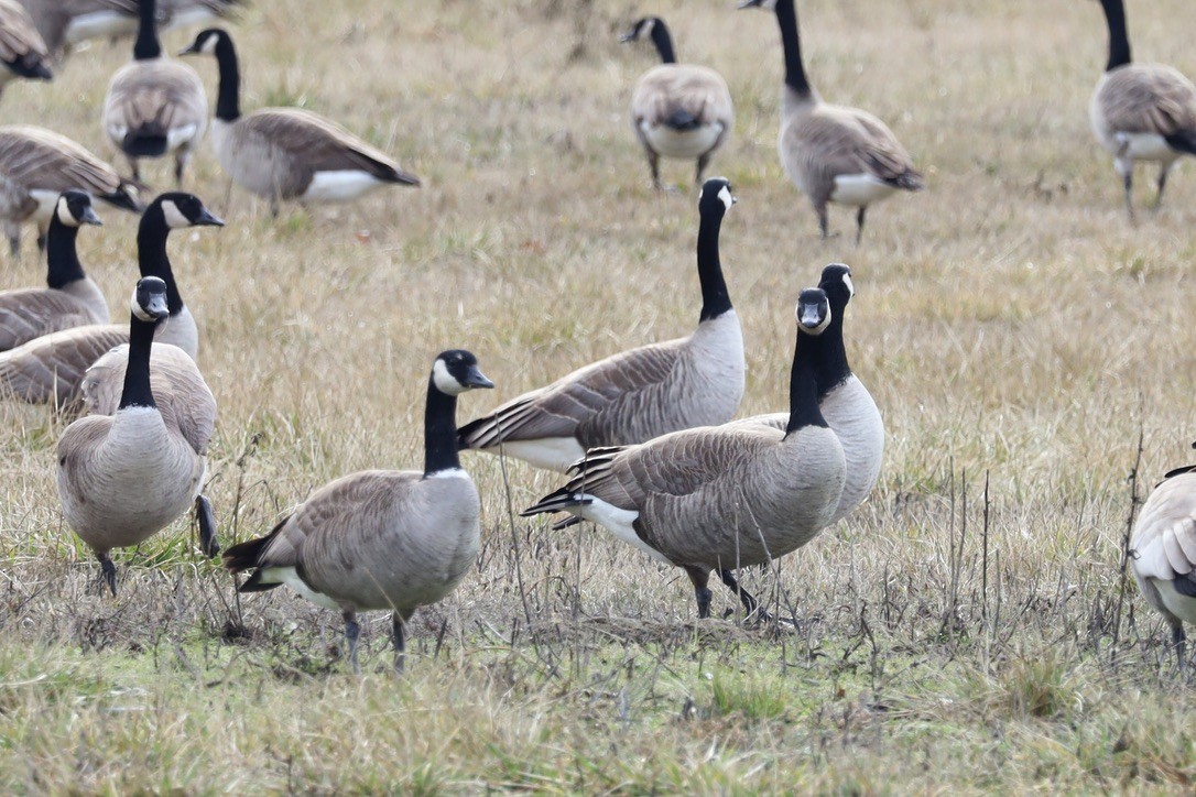 tanımsız Branta sp. - ML615395911