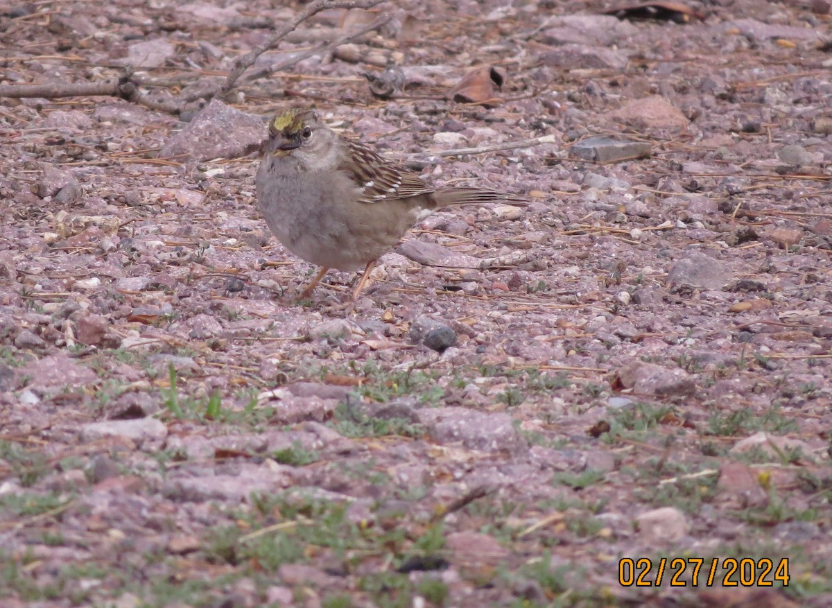 Golden-crowned Sparrow - ML615395934