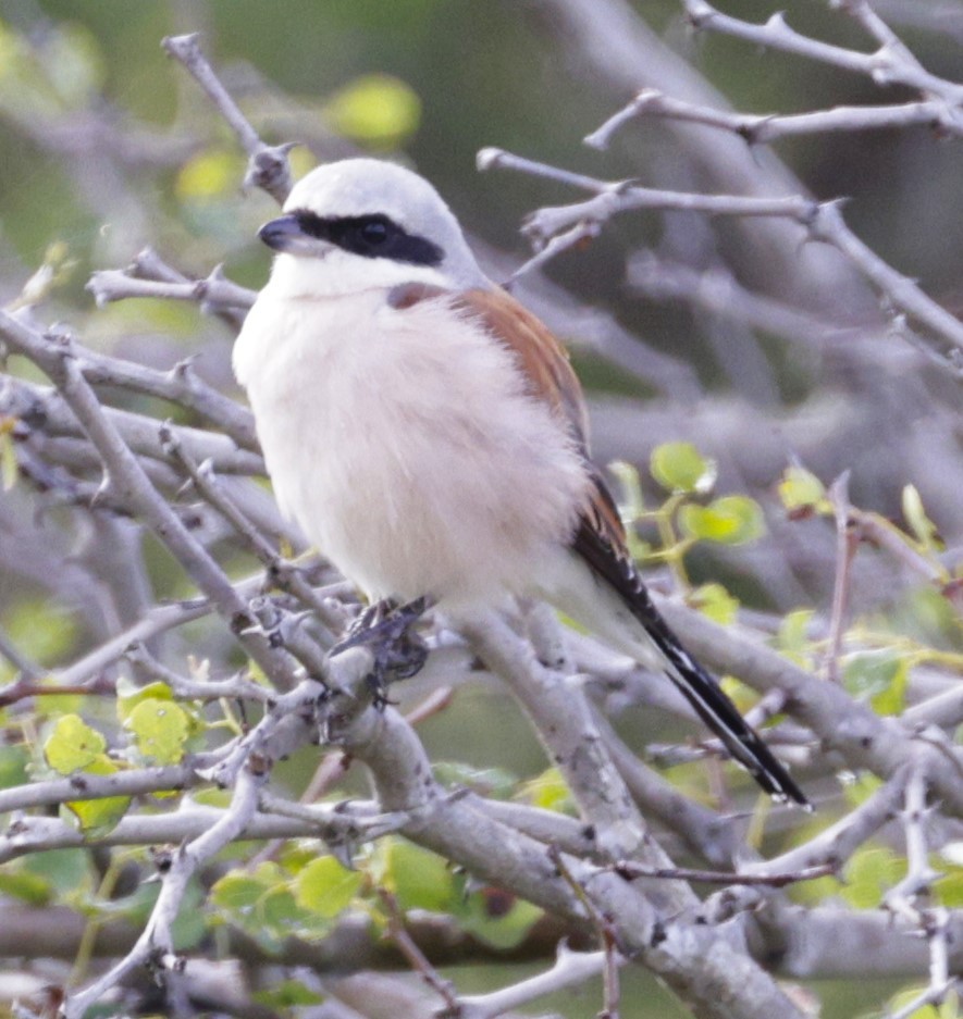 Red-backed Shrike - ML615395950