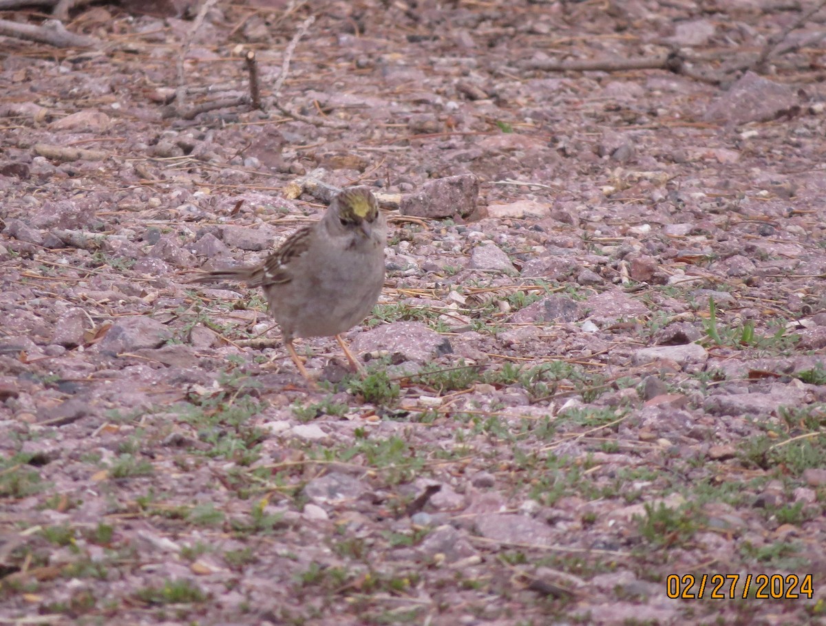 Golden-crowned Sparrow - ML615396009