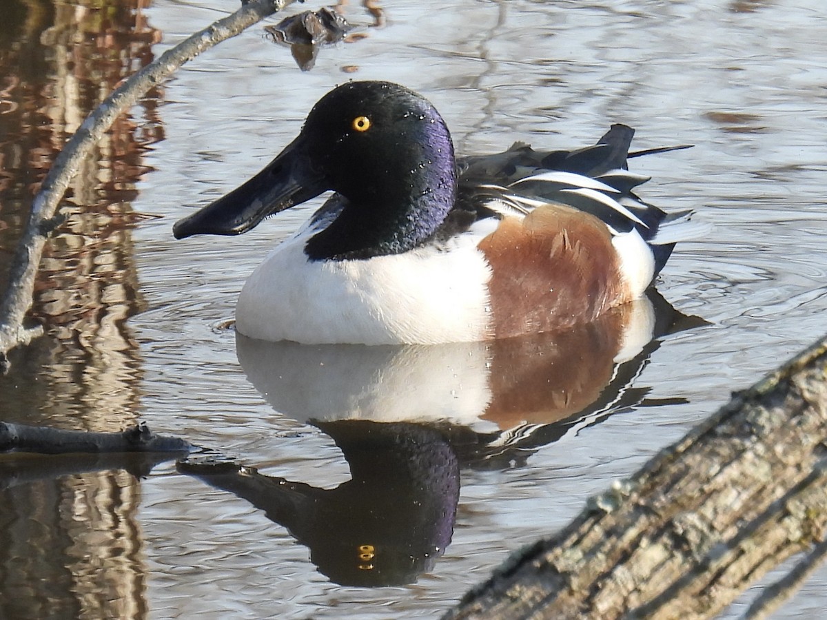 Northern Shoveler - ML615396016