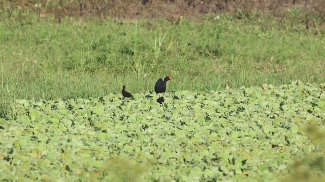 Common Gallinule - ML615396041