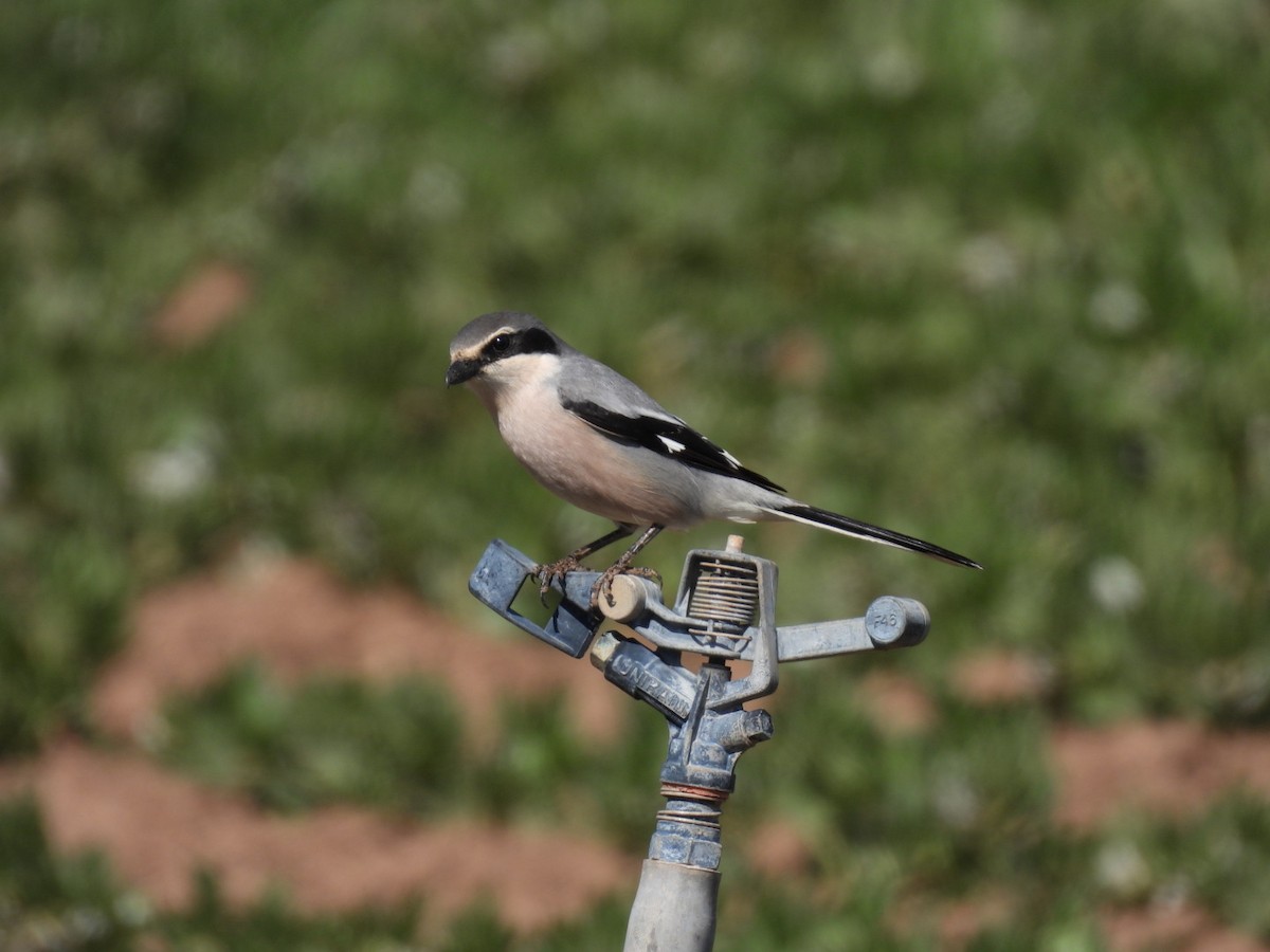 Iberian Gray Shrike - ML615396063