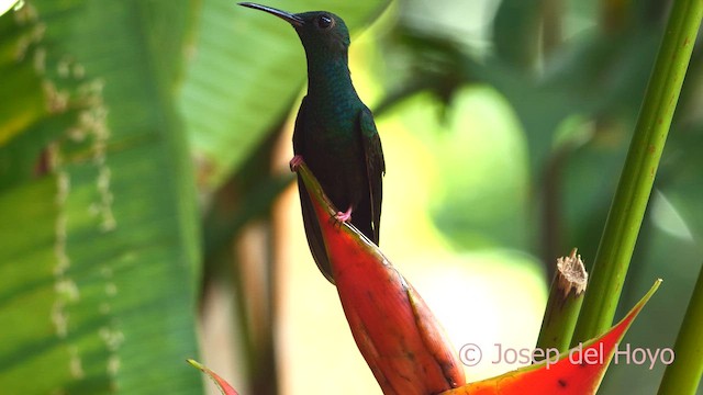 Colibrí Patirrojo - ML615396065