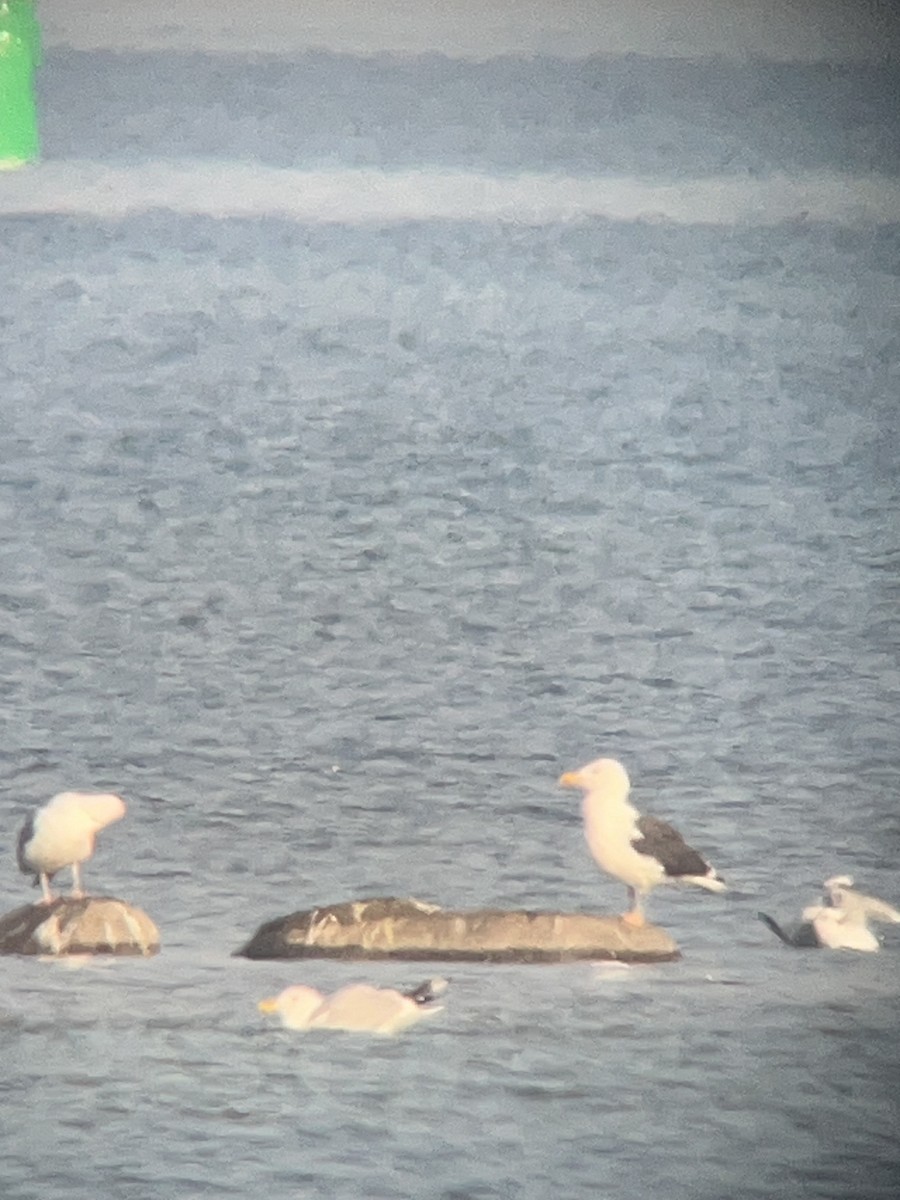 Great Black-backed Gull - ML615396078