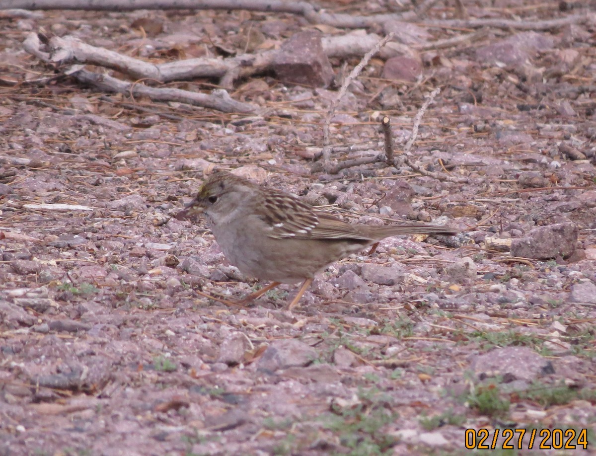 Golden-crowned Sparrow - ML615396095