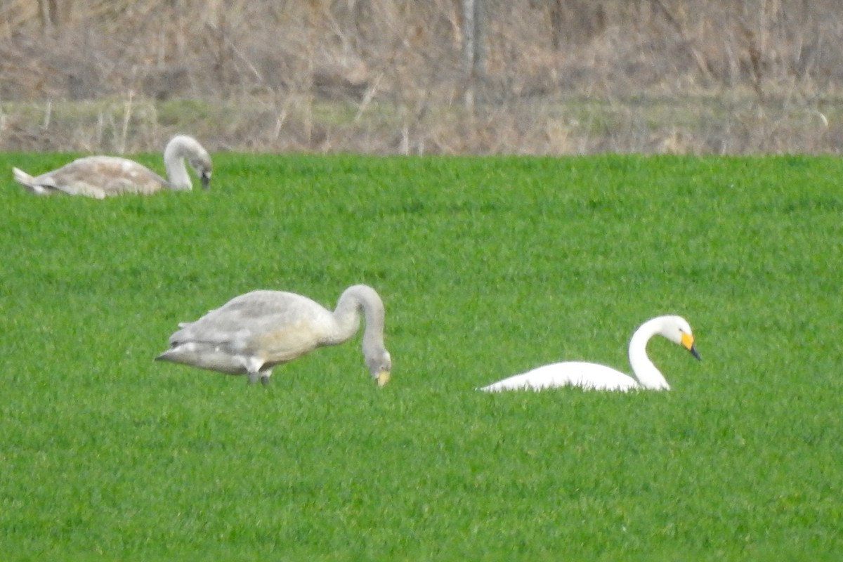 Whooper Swan - ML615396104