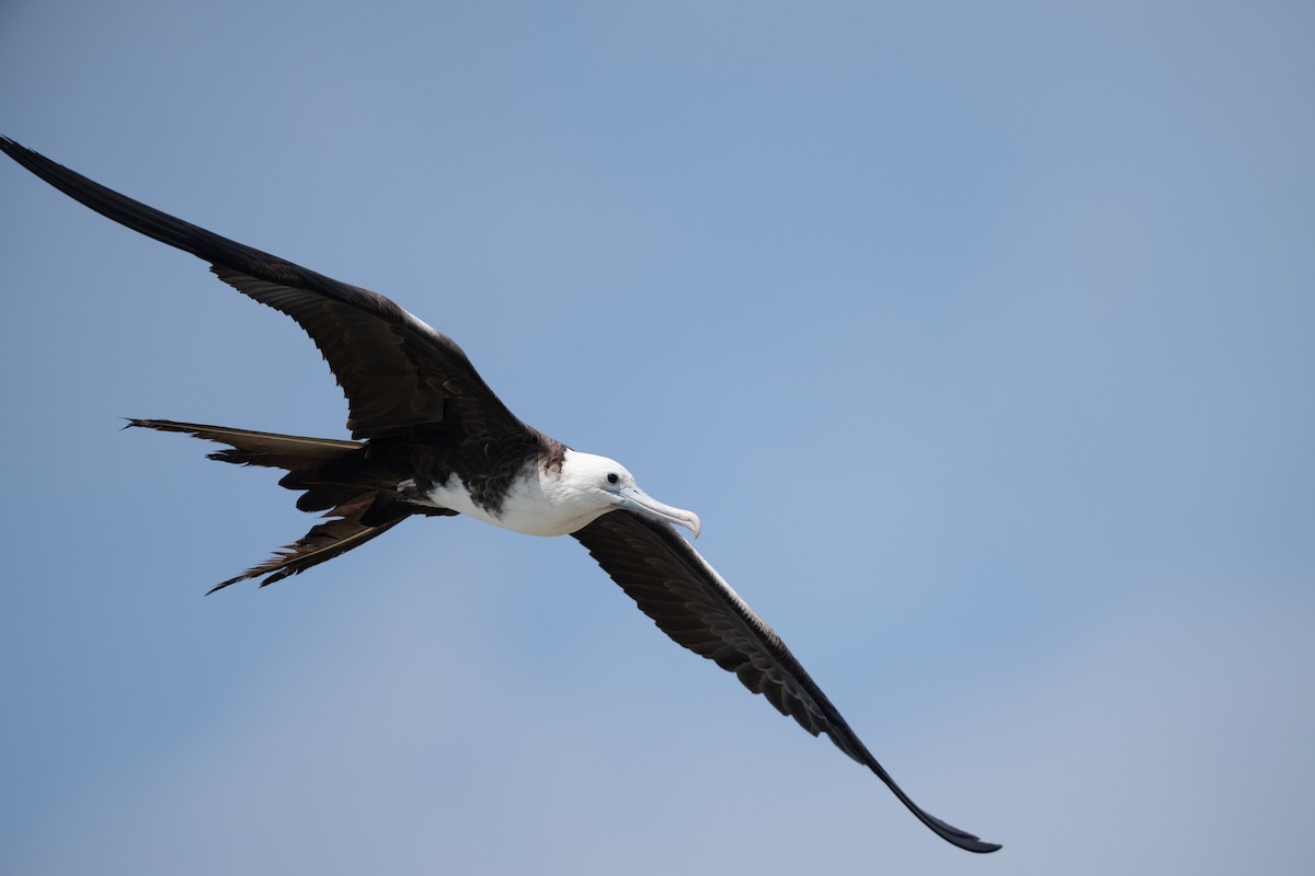 Magnificent Frigatebird - ML615396105