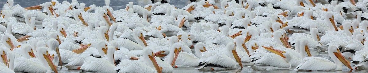 American White Pelican - Janice Vander Molen