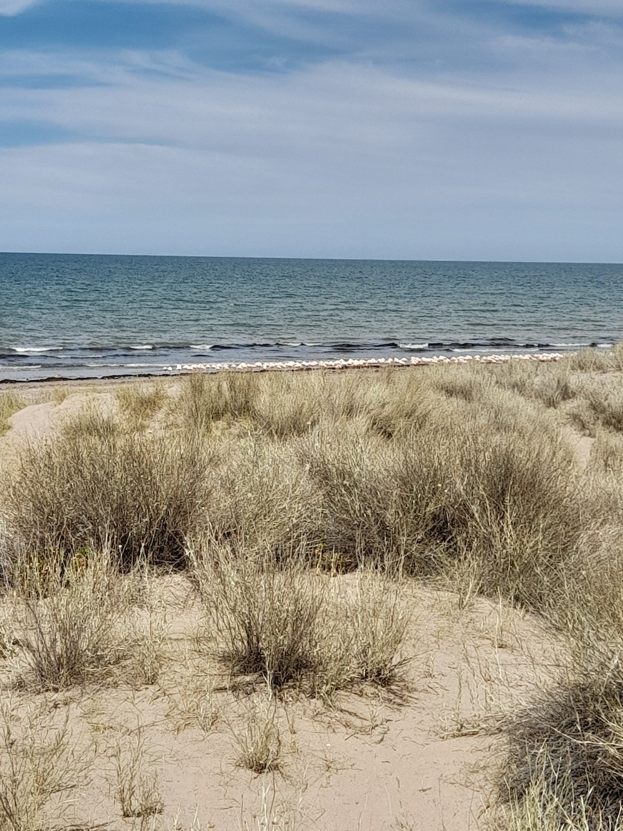 Chilean Flamingo - ML615396130