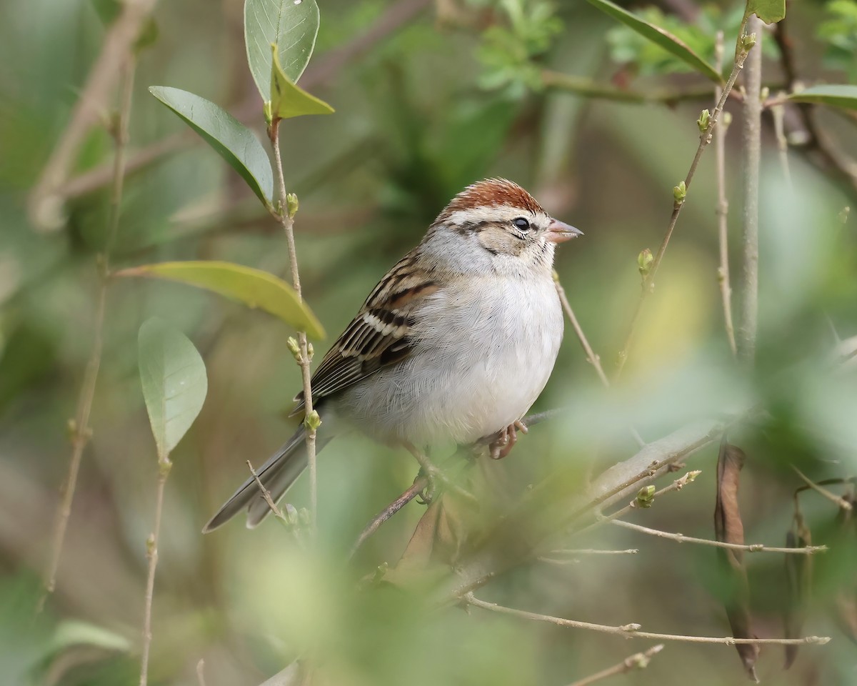 Chipping Sparrow - ML615396165