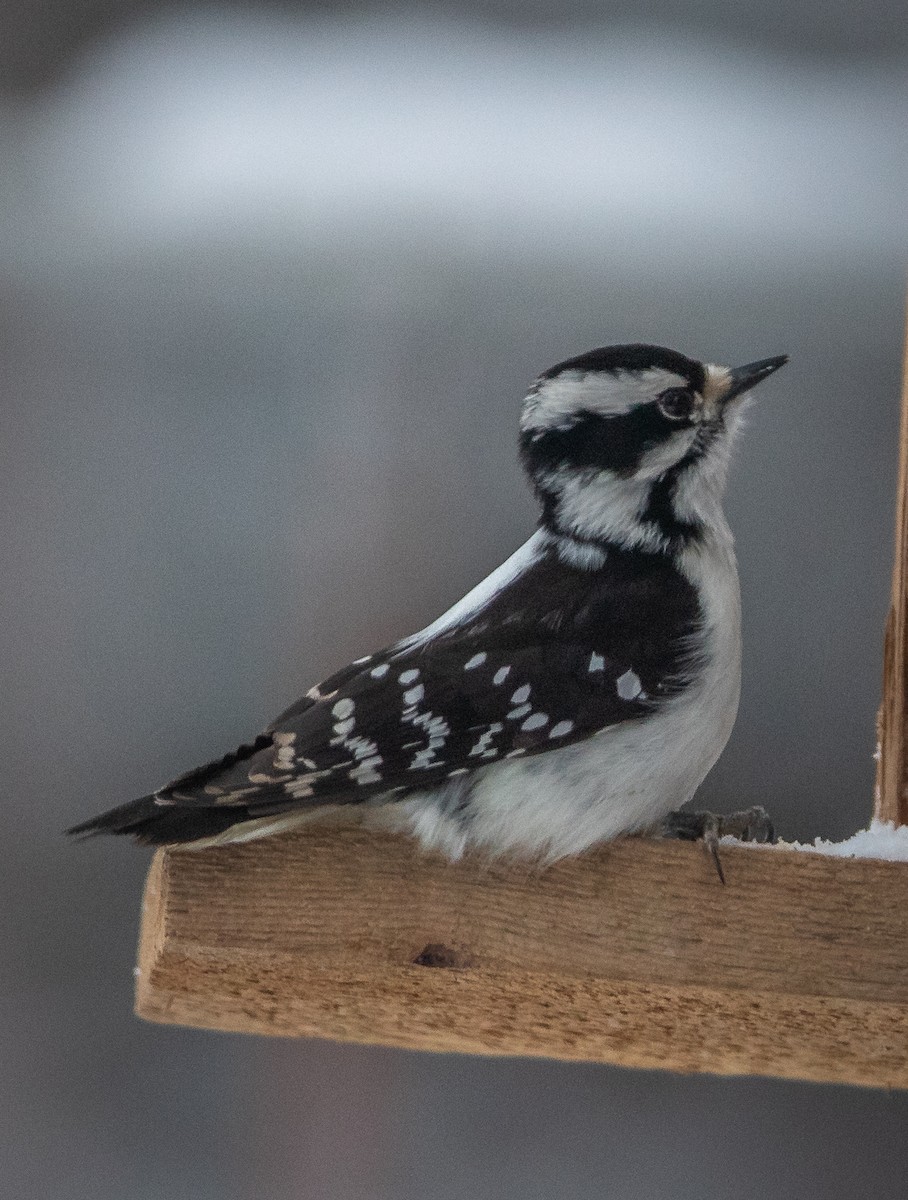 Downy Woodpecker - ML615396166