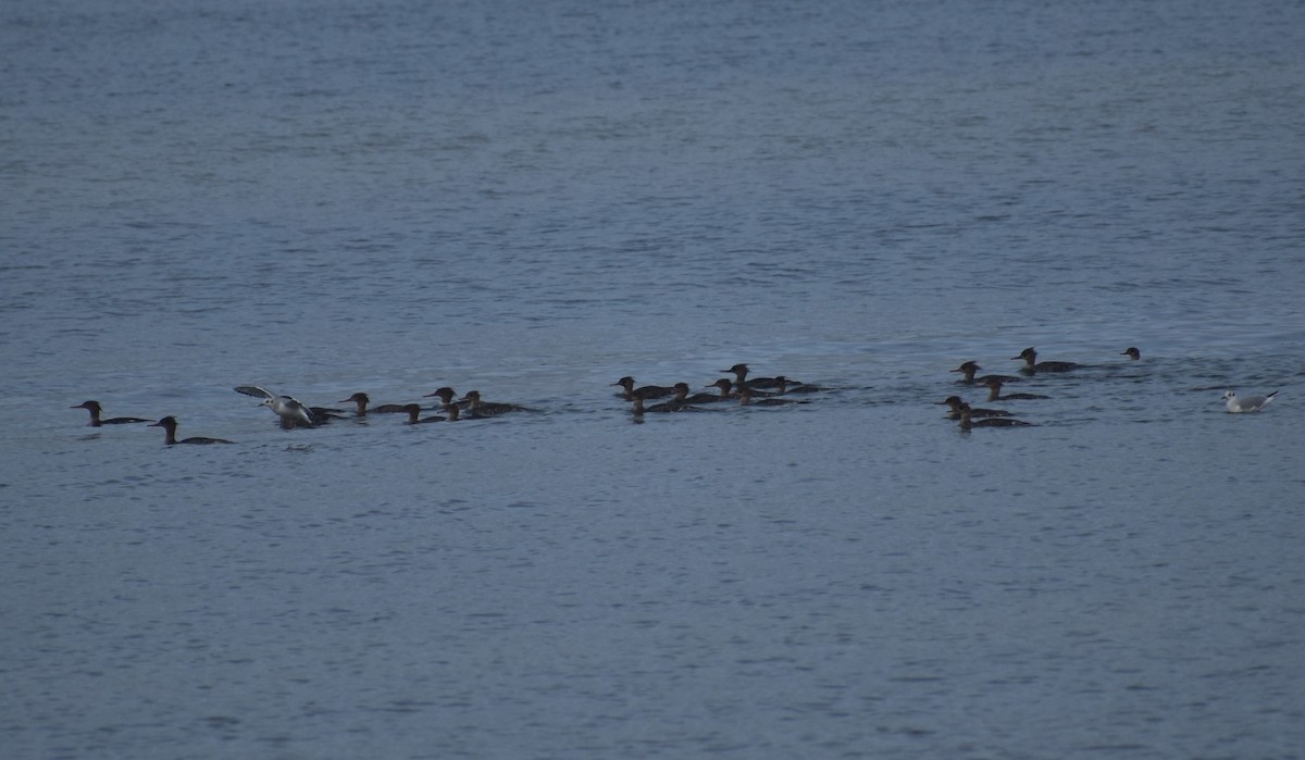 Red-breasted Merganser - ML615396181