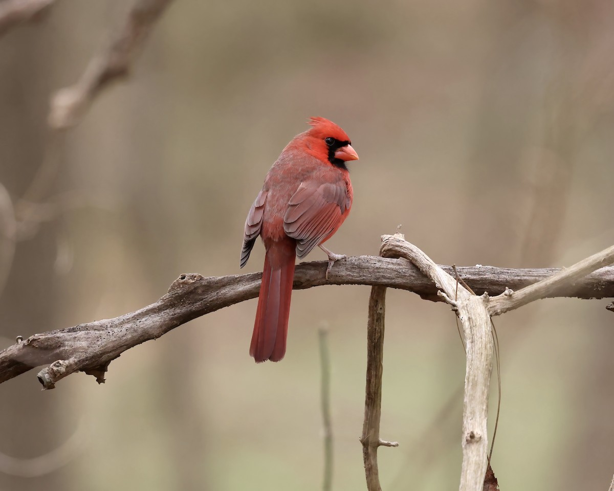 Northern Cardinal - ML615396192