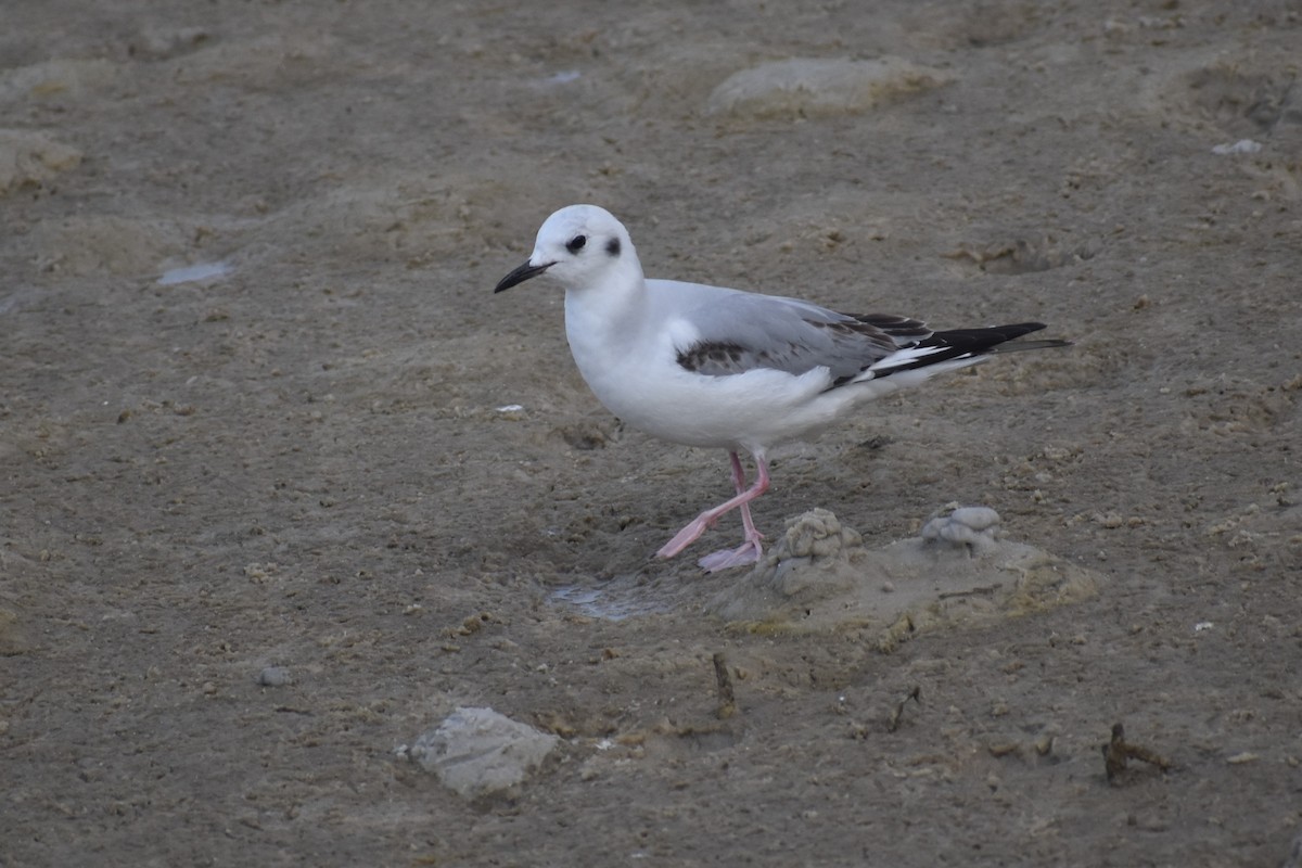 Bonaparte's Gull - ML615396214