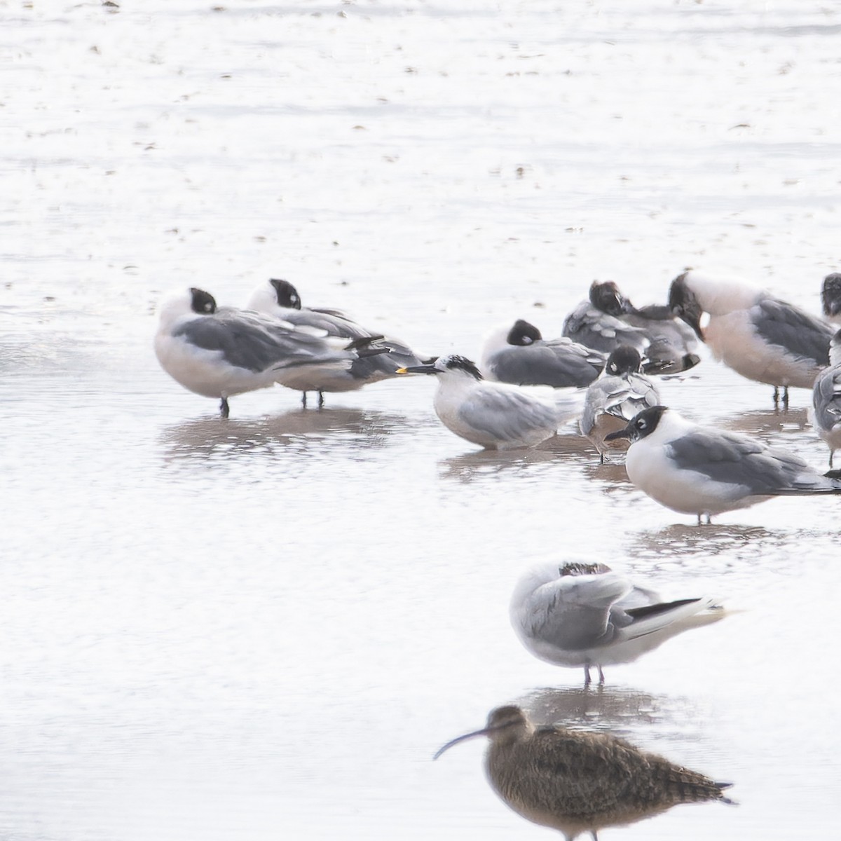 Sandwich Tern - ML615396293