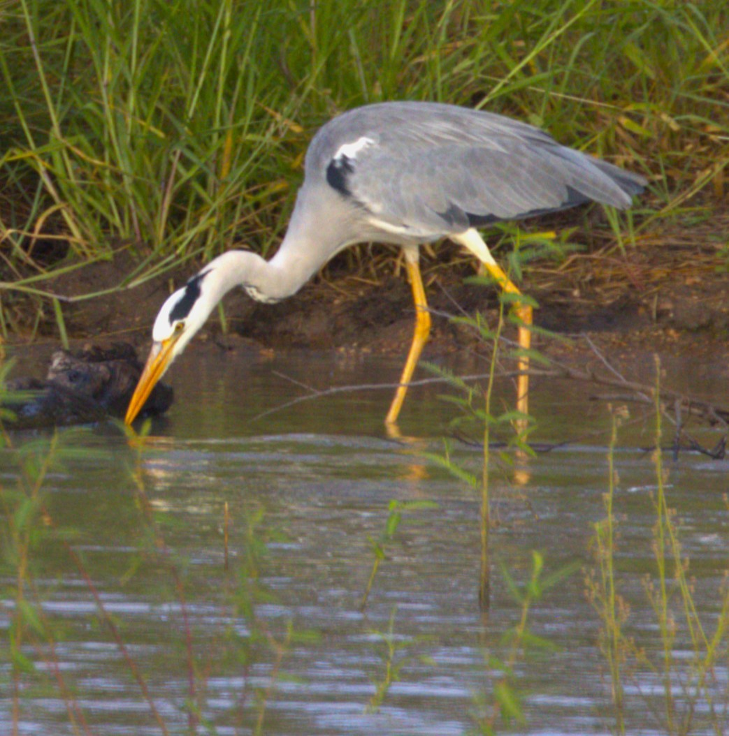 Gray Heron - ML615396296