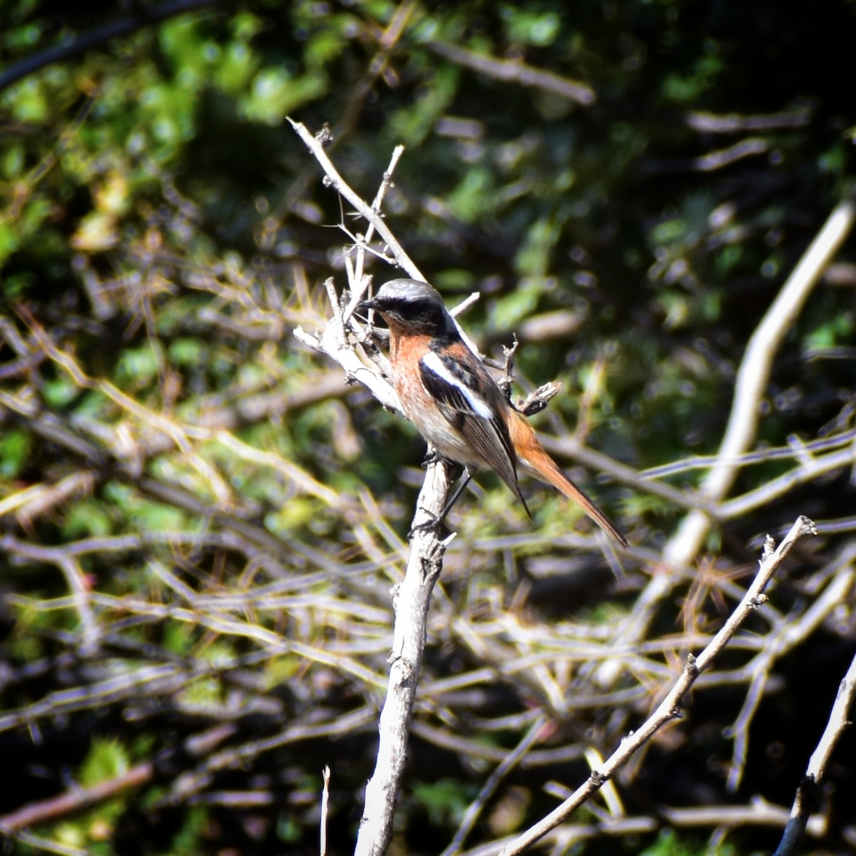 Rufous-backed Redstart - ML615396328