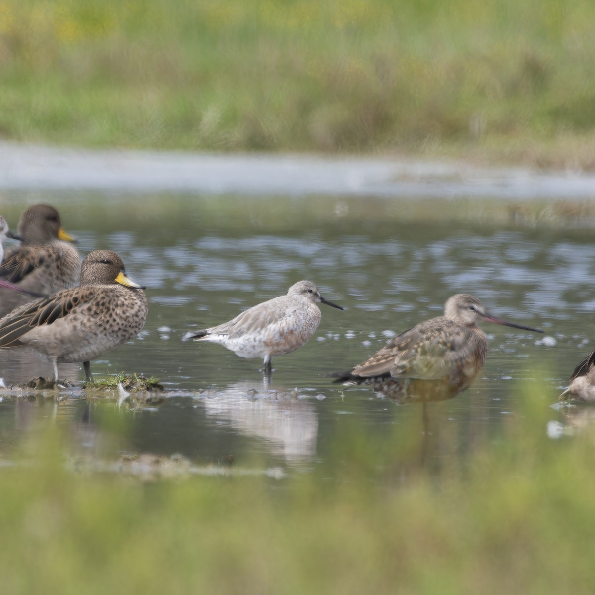 Red Knot - ML615396329