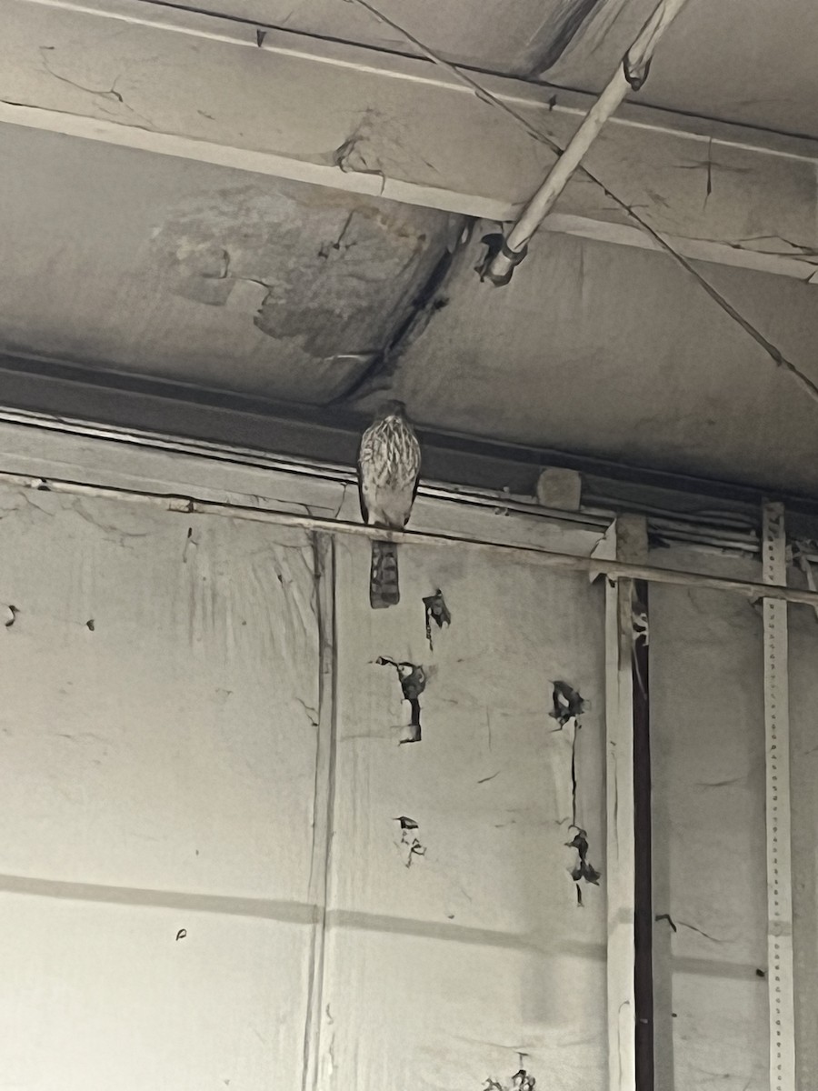 Sharp-shinned Hawk - ML615396346