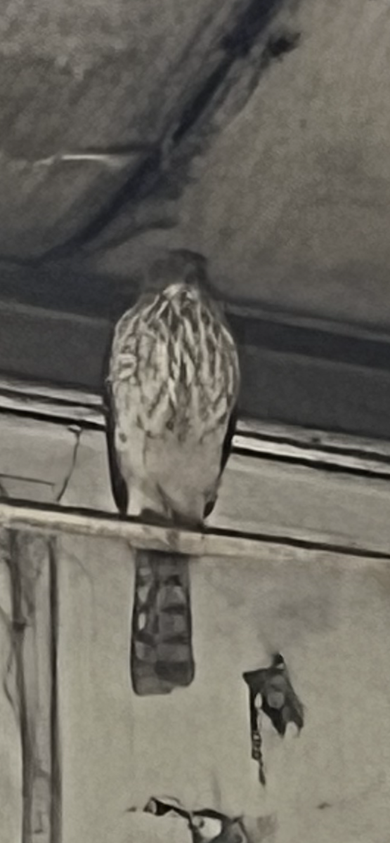 krahujec americký - ML615396347