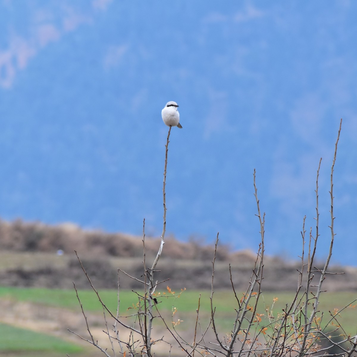 Great Gray Shrike - Umar Mushtaq