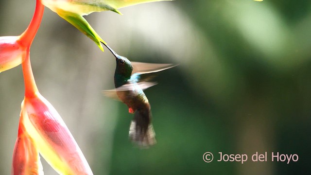 Colibri à queue bronzée - ML615396372