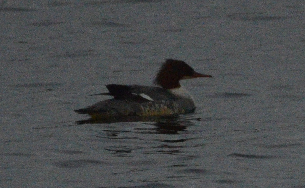 Common Merganser - ML615396488