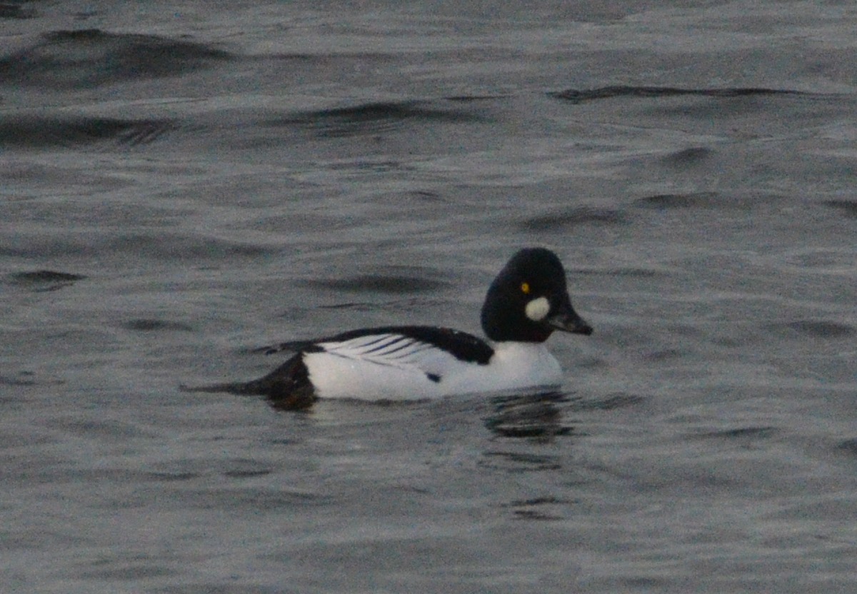 Common Goldeneye - ML615396501