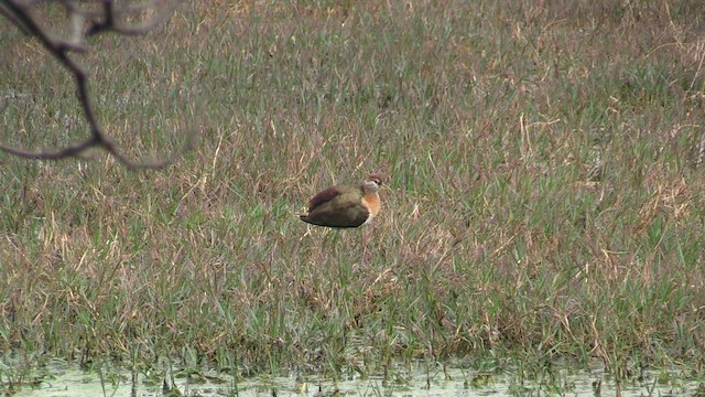 Pheasant-tailed Jacana - ML615396522