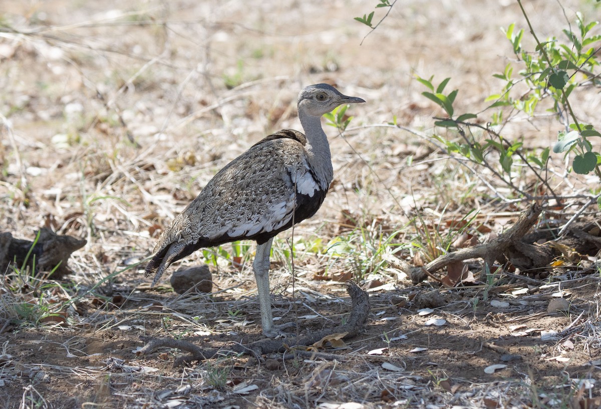 Red-crested Bustard - ML615396530